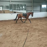 Longering i ridehuset